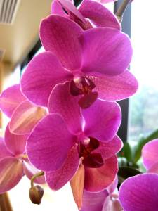Orchid1