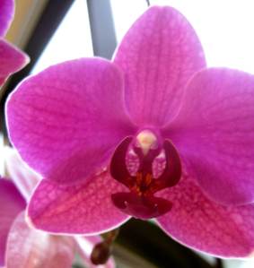 Orchid2