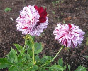 PeppermintCandyFlowers