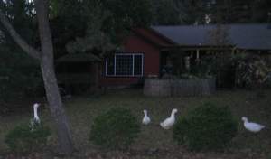 GeeseProtectingTheirProperty