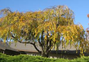 PrettyLittleFancyTree