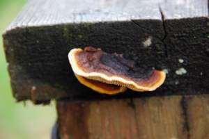 UpsideDownShroomMyDeckRail