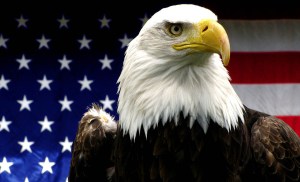 wpid-american_bald_eagle