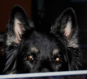 BearPeekingAboveMyLaptop