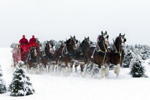 budweiser-clydesdales-in-snow