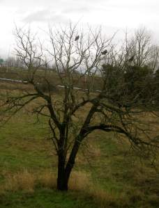 CrowsRestingLonelyBareTree