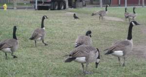 GeeseFlock