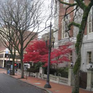 GorgeousFallTreeDowntownLibrary