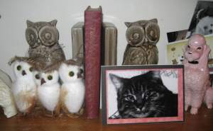 OwlAndPoodleCollection