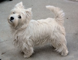 Westie