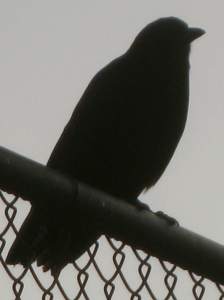 CrowSilhouette