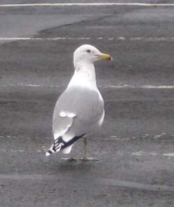 Gull