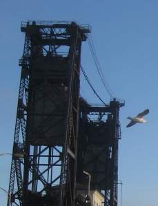 SeagullInFlightInAfternoonSun