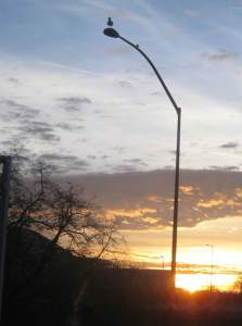 SeagullRestingInMorningSun