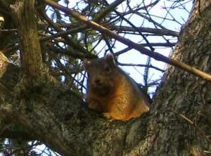 SquirrelWatchingMe