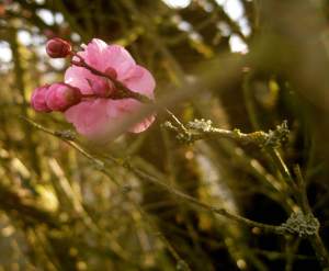 CherryBlossumBlooming