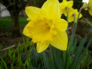 DaffodilBeauty