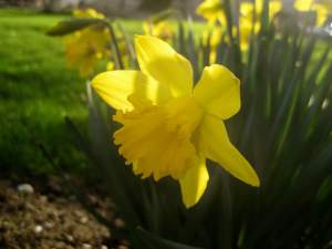 EarlySpringDaffodil