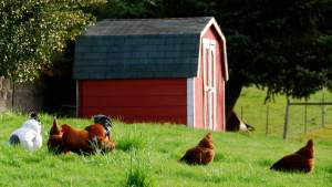 FarmChickens