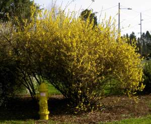 FireHydrantYellow