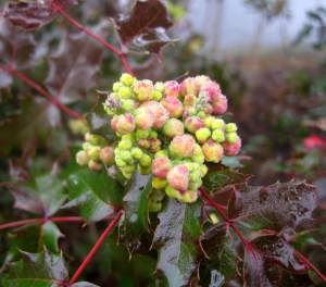 FogKissedOregonGrape