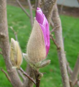 MagnoliaBloom