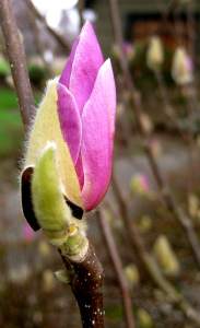 MagnoliaMagnificient