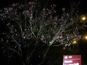 SweetMagnoliaTreeBlooming