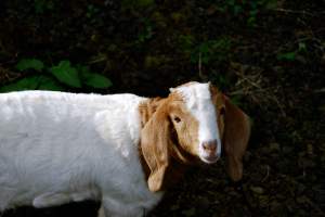 TracysBabyGoat