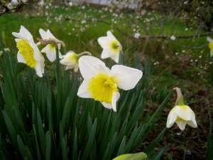 whitedaffodilbeauties