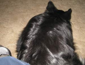 BearTryingToKeepMeHome