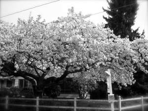 CornerHouseLargeWhiteTree