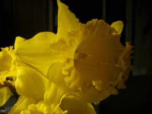 Daffodil2