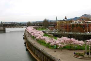 FantasticPinkWaterfrontPark