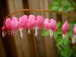 LittleHeartsLineDancing