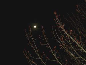 LittleLeavesBaskingInMoonlight