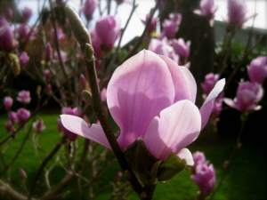 MagnoliaBlossum
