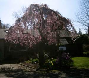 OrnamentalTreeBeauty