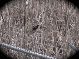 RedWingBlackBird