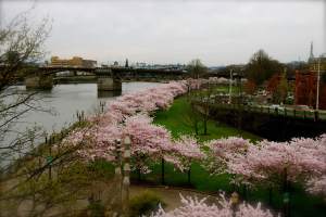 WaterfrontParkBeauty