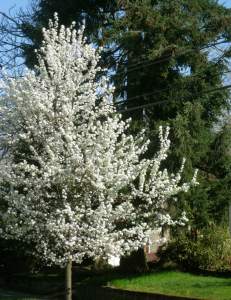 WhiteSpringTreeBeauty