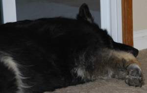 BearEnjoyingFreshAirBySlider