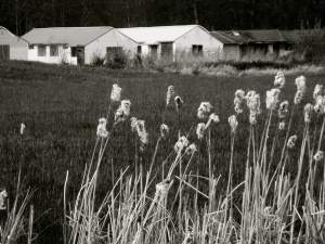 CatTailsStandingTall