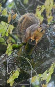 CuteSquirrelPortrait