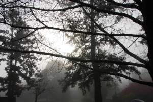 FoggyMorning1