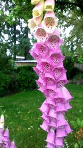 FoxGloves