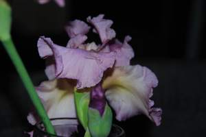 IrisBeauty2
