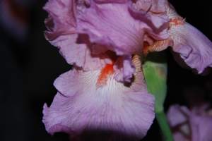 IrisBeauty3