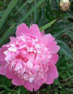 PinkPeonyBeauty