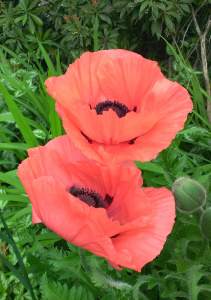 Poppies